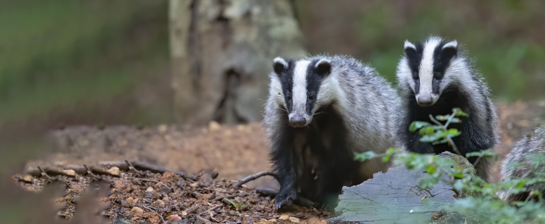 Gesundheit der Tiere erhalten