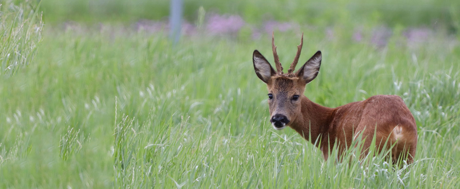 Jagd schützt, Jagd nützt