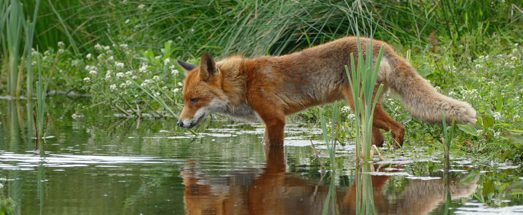 Wir hegen und pflegen