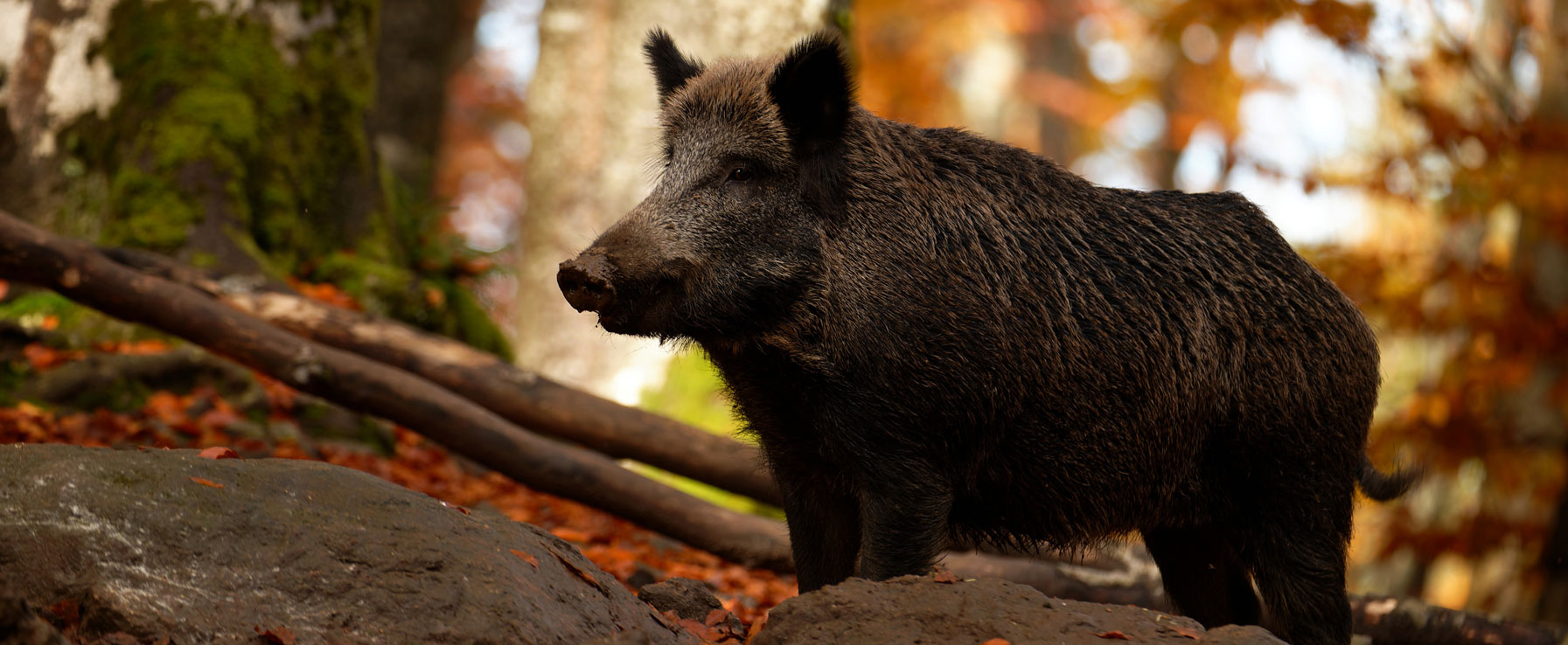 Wildschäden vermeiden